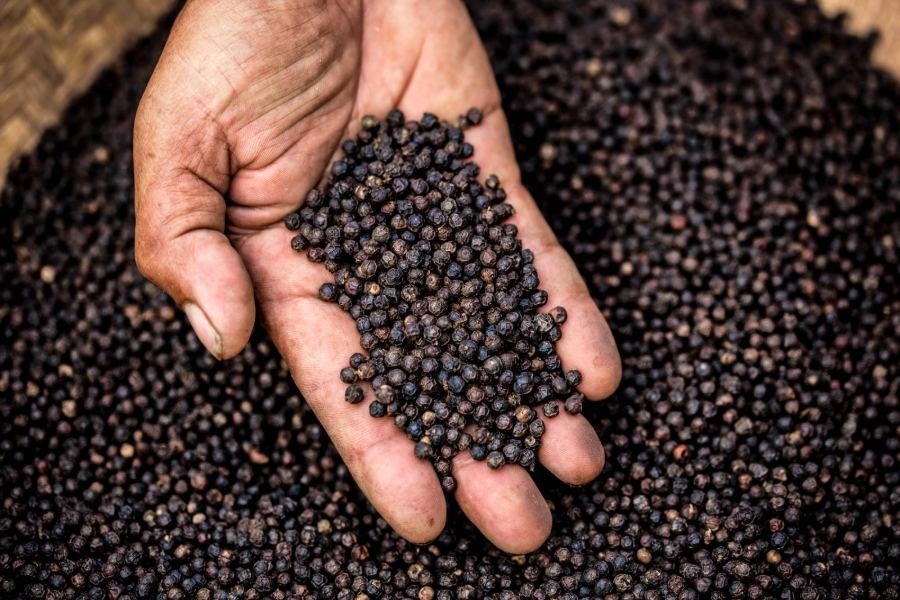 A handful of dried black Kampot peppercorns