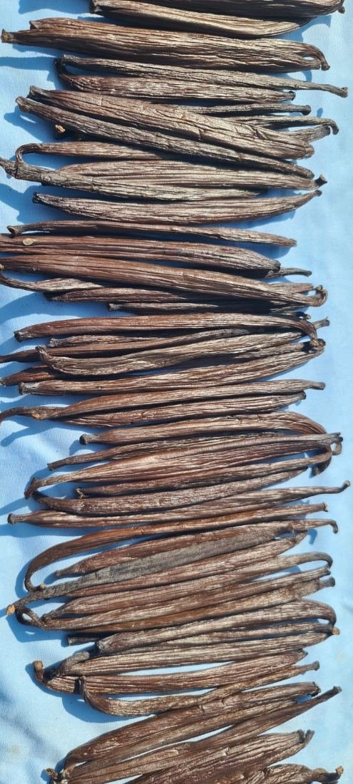 Cured vanilla beans laid out in rows